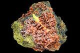 Bright Orange Crocoite Crystal Cluster - Tasmania #103804-1